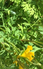 Corydalis crystallina