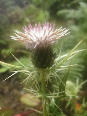 Cirsium luzoniense