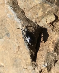 Sehirus cinctus albonotatus