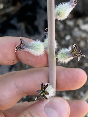 Caulanthus crassicaulis