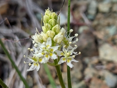 Toxicoscordion micranthum