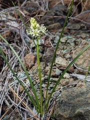 Toxicoscordion micranthum