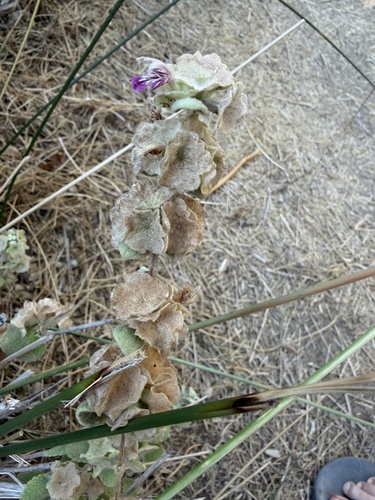 Pseudodictamnus acetabulosus