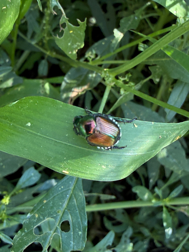 Japanese Beetle