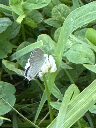 Eastern Tailed-Blue
