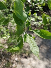Malus