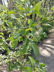 Malus