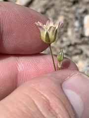 Eremogone macradenia