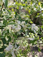 Malus