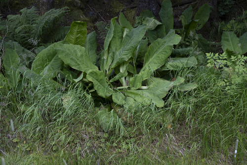 western skunk cabbage