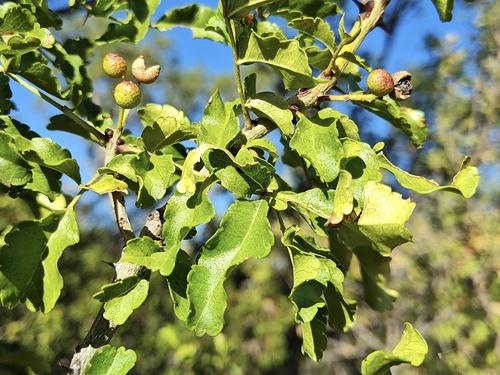 Limestone prickly ash