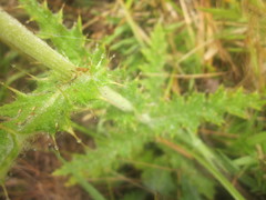 Cirsium luzoniense