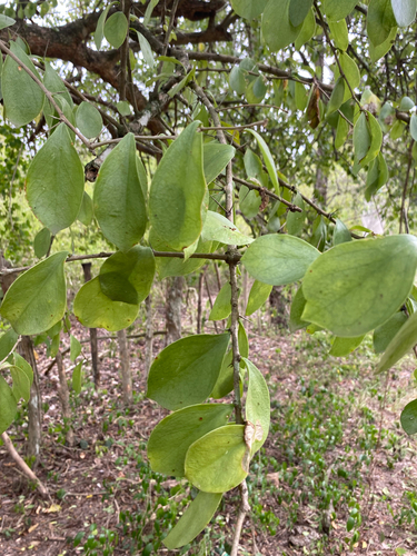 Leuenbergeria guamacho, photograph 3
