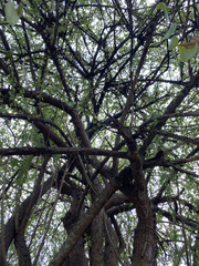 Leuenbergeria guamacho, photograph (c) Dairo Escobar, some rights reserved (CC BY)