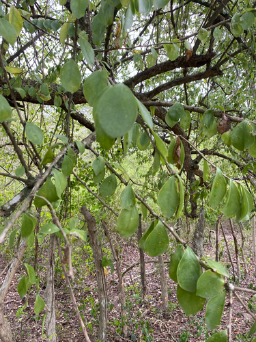 Leuenbergeria guamacho, photograph 4