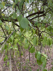 Leuenbergeria guamacho, photograph (c) Dairo Escobar, some rights reserved (CC BY)