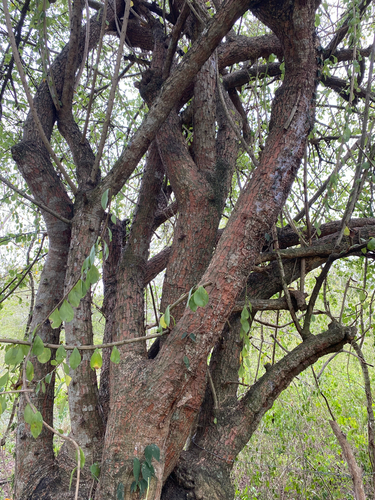 Leuenbergeria guamacho