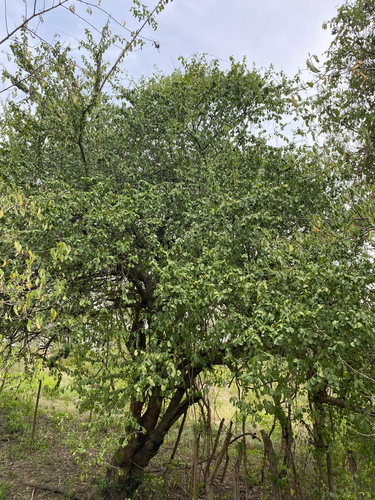 Leuenbergeria guamacho, photograph 6