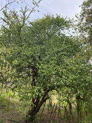 Leuenbergeria guamacho, photograph (c) Dairo Escobar, some rights reserved (CC BY)