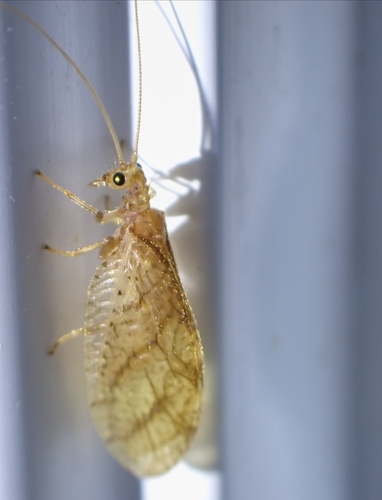 Micromus montanus