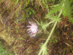 Cirsium luzoniense