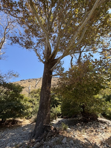 Platanus orientalis