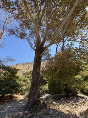 Platanus orientalis