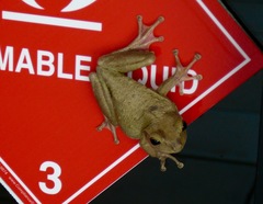 Osteopilus septentrionalis