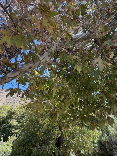 Platanus orientalis, photograph 2