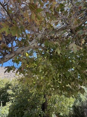 Platanus orientalis, photograph (c) pavlaki1968, some rights reserved (CC BY)