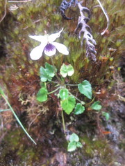 Viola arcuata
