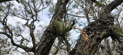 Tillandsia recurvifolia