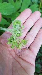 Hydrophyllum tenuipes