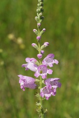 Physostegia intermedia