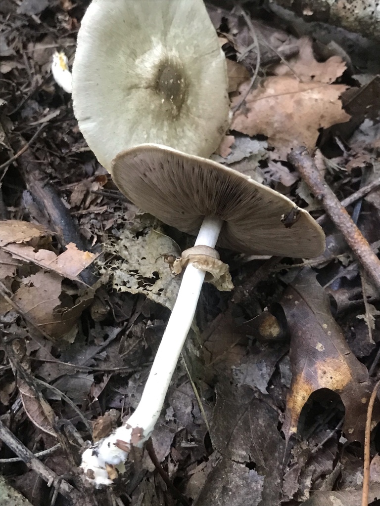 Agaricus pocillator · August 2026 · photo: Photo: (c) boletejones, some rights reserved (CC BY) · iNaturalist
