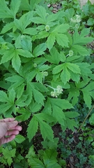 Hydrophyllum tenuipes