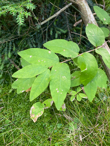 Lonicera canadensis, photograph 3