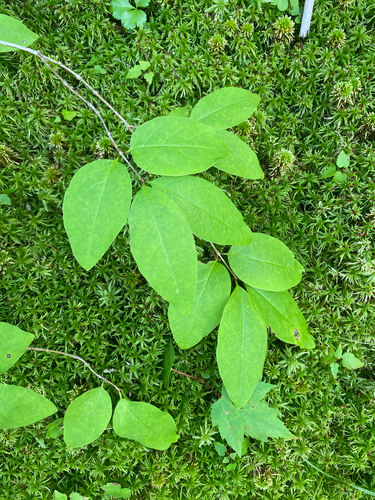 Lonicera canadensis, photograph 4