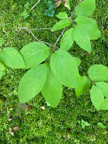 Lonicera canadensis, photograph 5