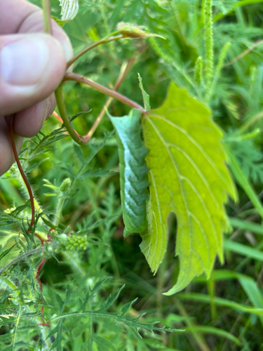 iNaturalist observation photo of Butterflies and Moths