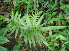 Goniopteris tetragona