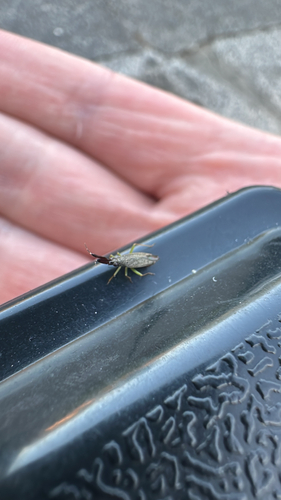 Common Flathorn Plant Bug