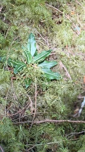 Western Rattlesnake Plantain