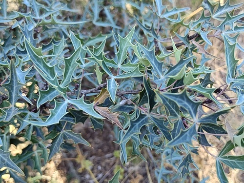 Agarita