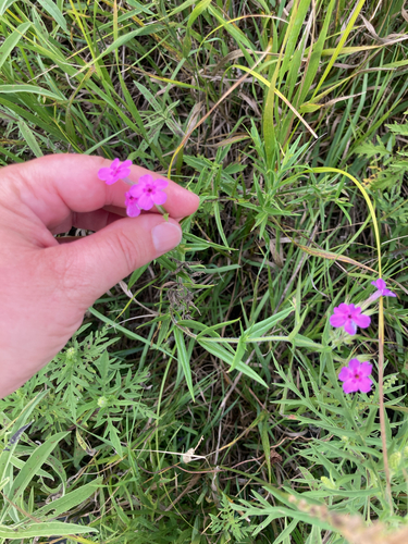 prairie phlox