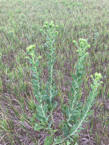 stiff-leaved goldenrod