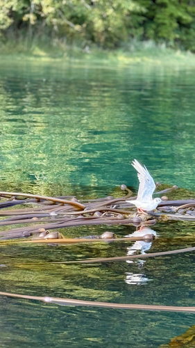 Bonaparte's Gull