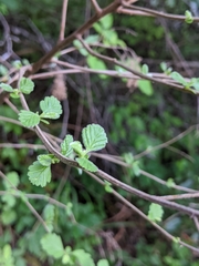 Holodiscus discolor discolor