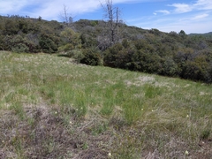 Toxicoscordion micranthum