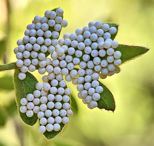 Chihuahuan Agapema